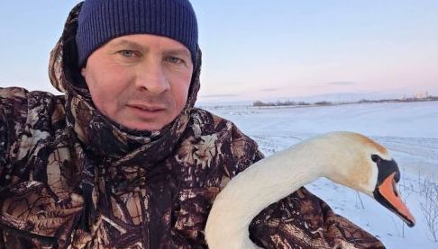 Лебедь-одинак, врятований від холоду на Харківщині, отримує допомогу