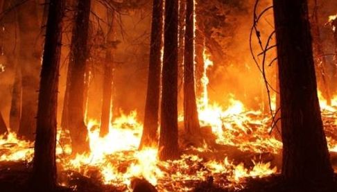 Ліси Харківщини: Наслідки повномасштабної війни