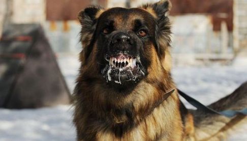 Валківській громаді зафіксовано випадок сказу у собаки: що потрібно знати
