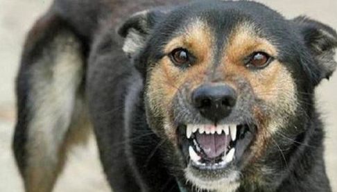 У Харкові підтверджено сказ у безпритульного пса після нападу