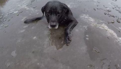 Харківські волонтери врятували собаку з крижаної водойми