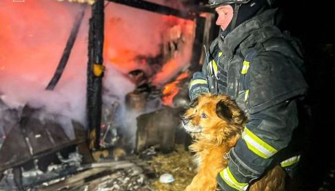 Рятувальники врятували собаку від пожежі в селищі Великий Бурлук