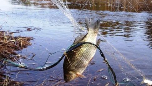 Рибальські порушення на Оскільському водосховищі: виловлено значну кількість риби