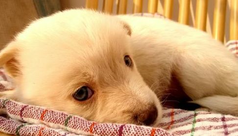 Підтверджено випадок сказу у цуценяти в Харкові