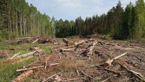 Лісгосп на Харківщині сплатить мільйони за незаконну вирубку