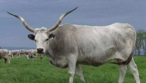 У Харкові з’явився новий унікальний мешканець Екопарку
