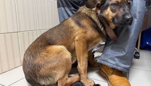 В Харкові рятують молодого песика з переломом після ДТП