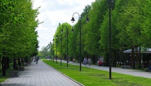 На Салтівці створили алею китайських тополь