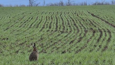 Аграрії Харківщини продовжують весняну посівну кампанію
