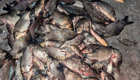 Незаконний вилов риби на Харківщині: збитки перевищують 300 тисяч гривень
