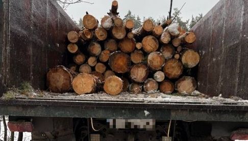 На Харківщині судитимуть п’ятьох чоловіків за незаконну вирубку лісу