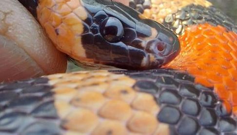 Змія у пральній машині: незвичайна знахідка у харківській п’ятиповерхівці