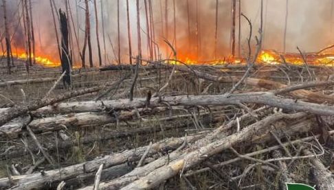 Ліквідація лісових пожеж у Харковаській області після ворожих обстрілів