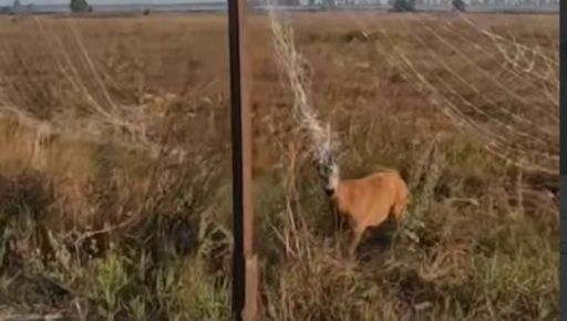 Людяність на фронті: як військові 57-ї бригади врятували косулю на Харківщині